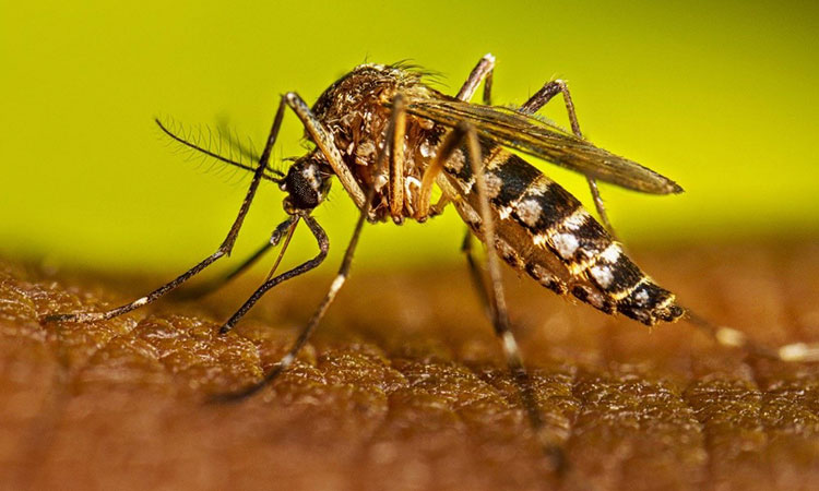 El dengue no se toma vacaciones: por qué el frío ya no frena al mosquito